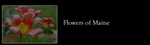 Flowers of Maine